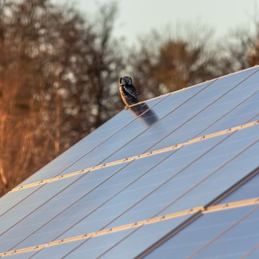 an owl and solar panels on a roof