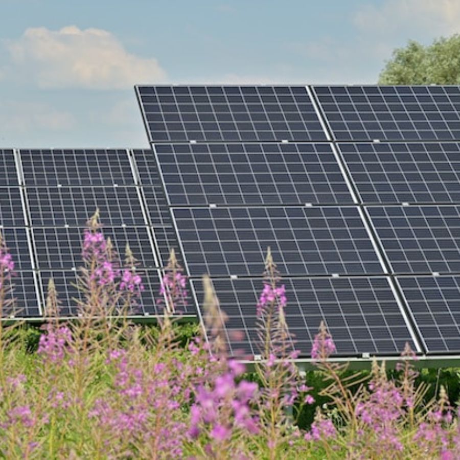 solar panels against a flower garden